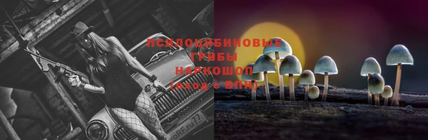 стаф Богданович